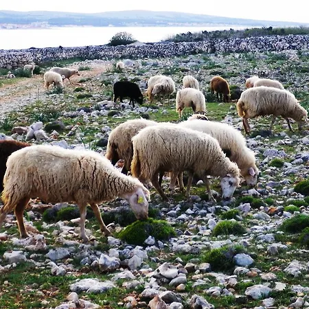 Appartement Panorama Povljana