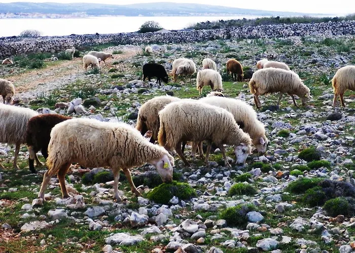 아파트 Panorama 포블랴나